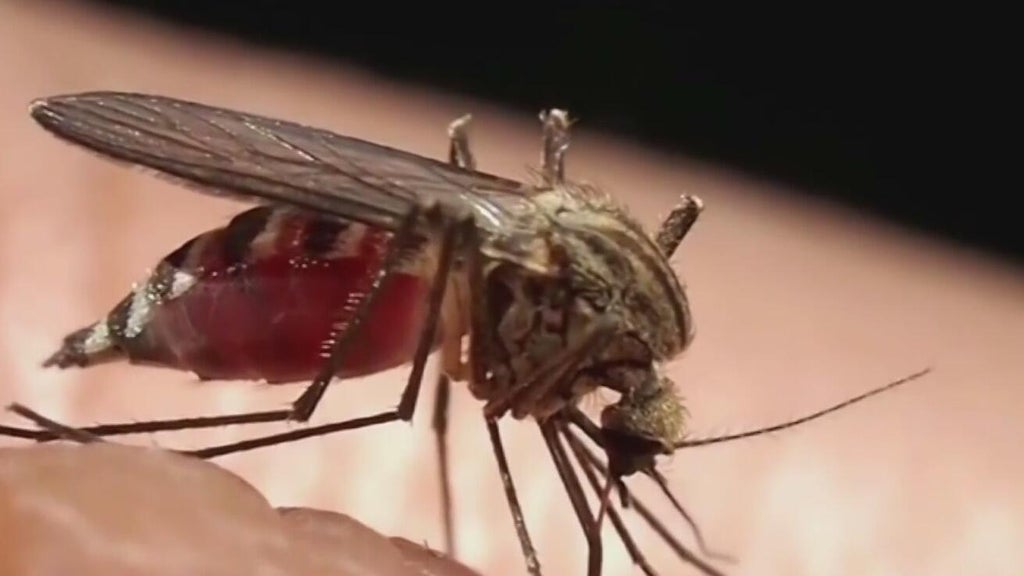 Miami-Dade begins annual campaign attempting to keep mosquitoes in check — CBS Miami, Coral Gables Community news