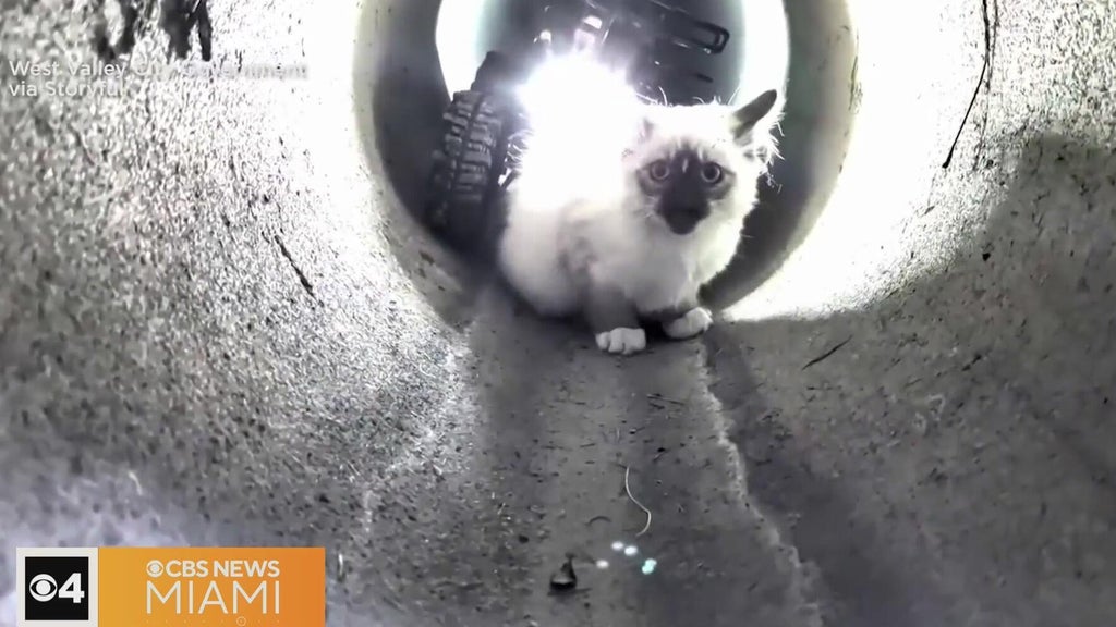 "R2-D2" robot rescues kitten trapped in Utah drain pipe — CBS Miami, Coral Gables Community news