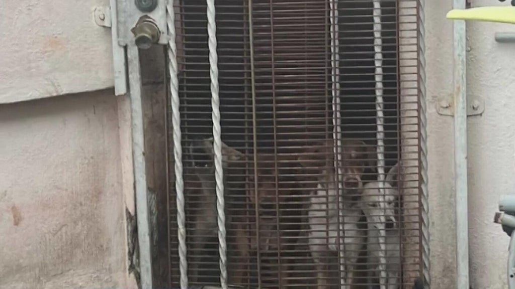 Miami Beach man arrested after 19 dogs, elderly woman found living in deplorable conditions, police say — Coral Gables Real Estate news
