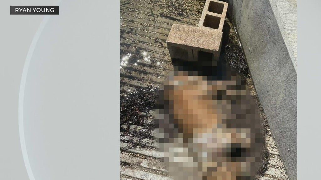 Miami police investigate after dog found dead underwater, tied to cinder blocks off Coconut Grove — CBS Miami, Coral Gables Government news