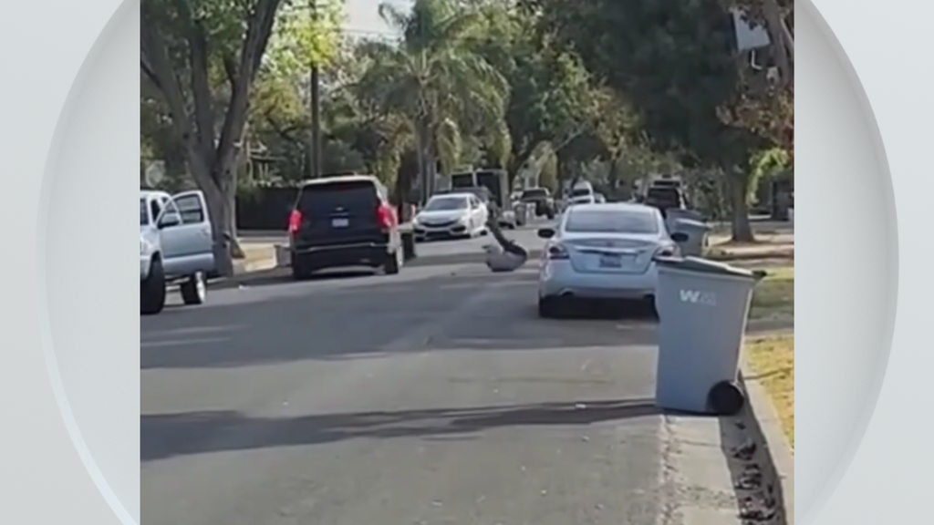 Federal immigration vehicle hits pedestrian in Woodland, police say — CBS Bay Area (KPIX), Coral Gables Health news