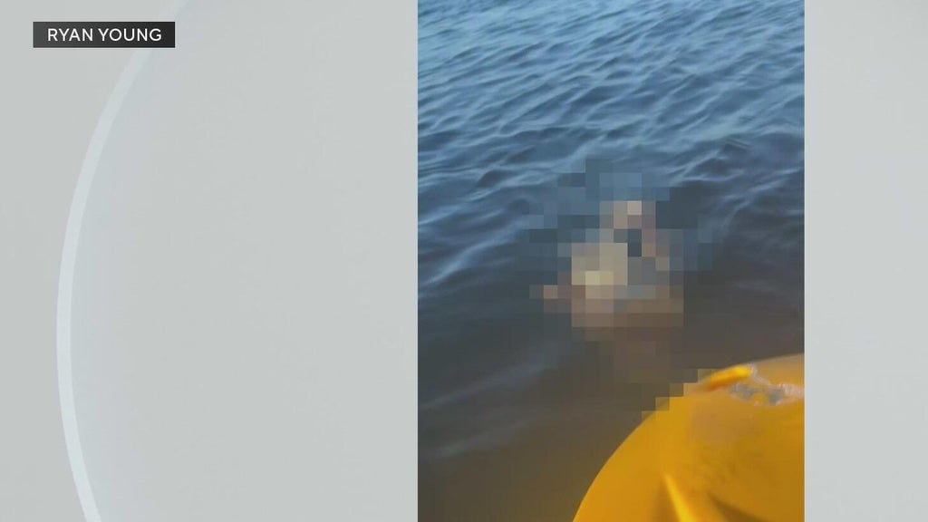 Police investigate after a dog was found underwater tied to cinder blocks in Miami — CBS Miami, Coral Gables Government news