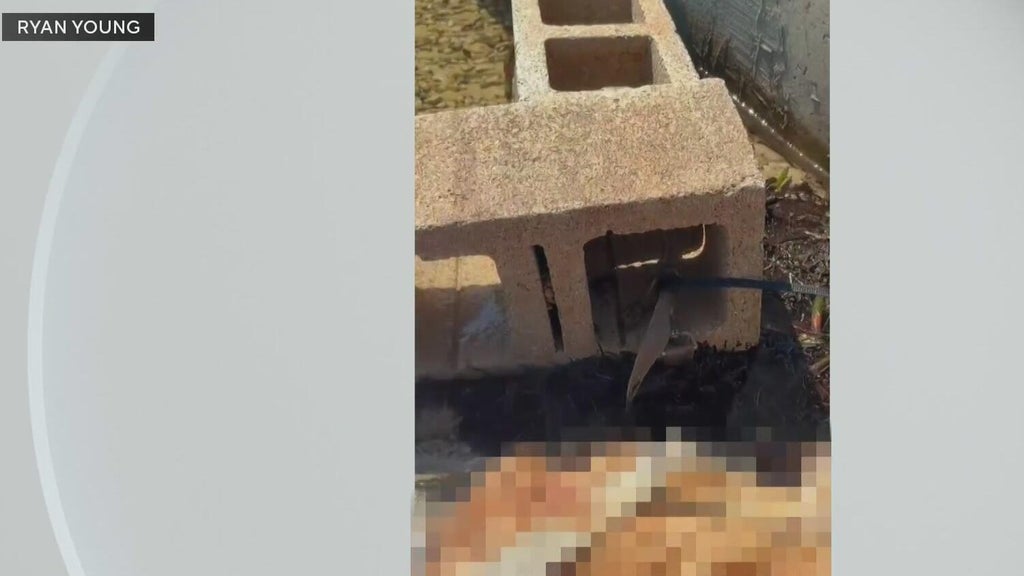 Outrage grows after dog found dead underwater tied to cinder blocks in Miami — CBS Miami, Coral Gables Government news