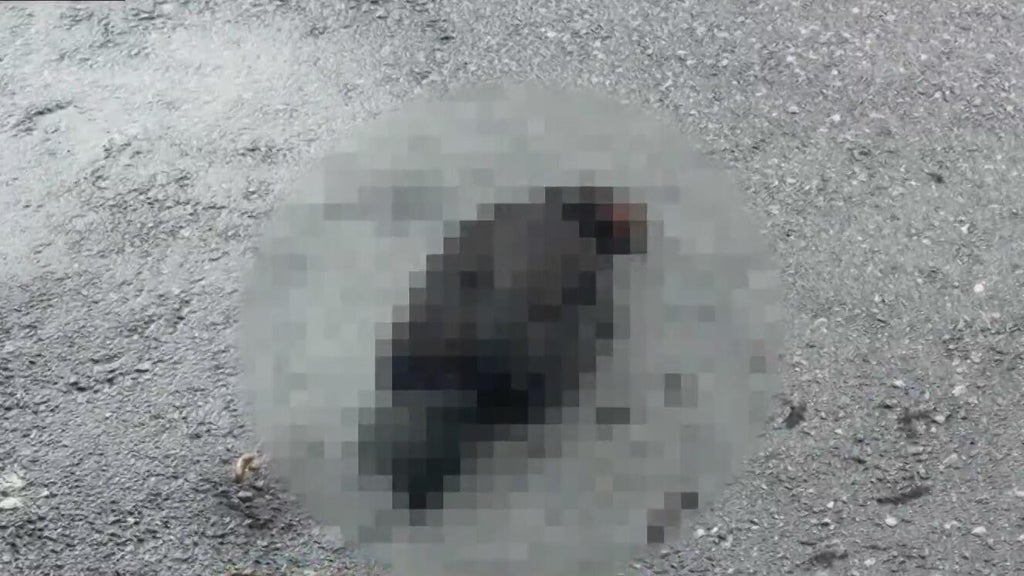 Hialeah doctor reports six dead chickens outside medical office building; cause is unknown — Coral Gables Health news