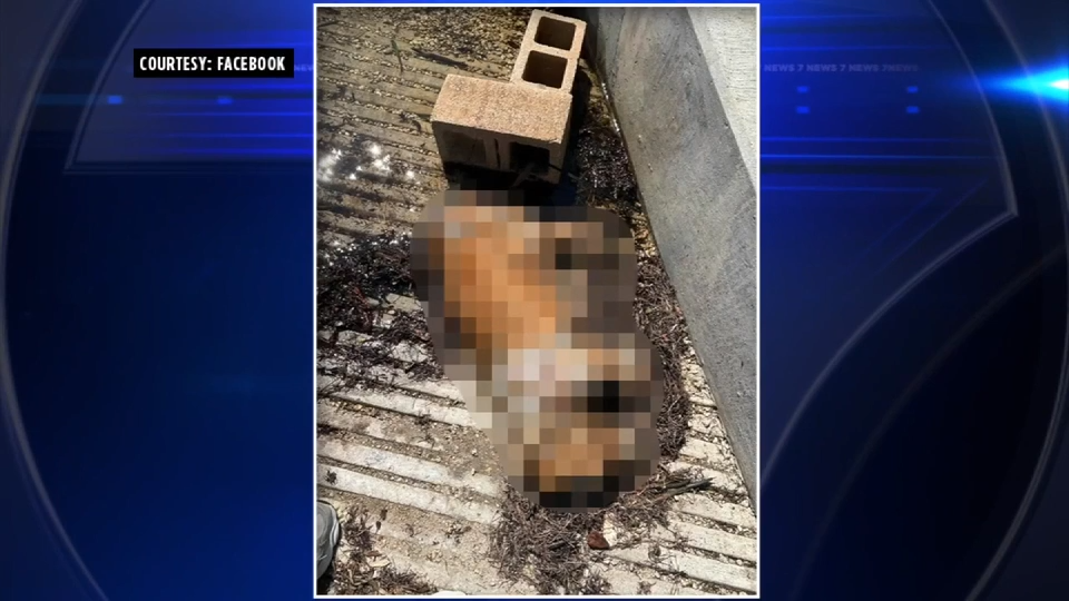 Social media video showing dead dog tied to cinderblocks, dumped in water near Miami sparks outrage, investigation — WSVN 7 Miami-Dade