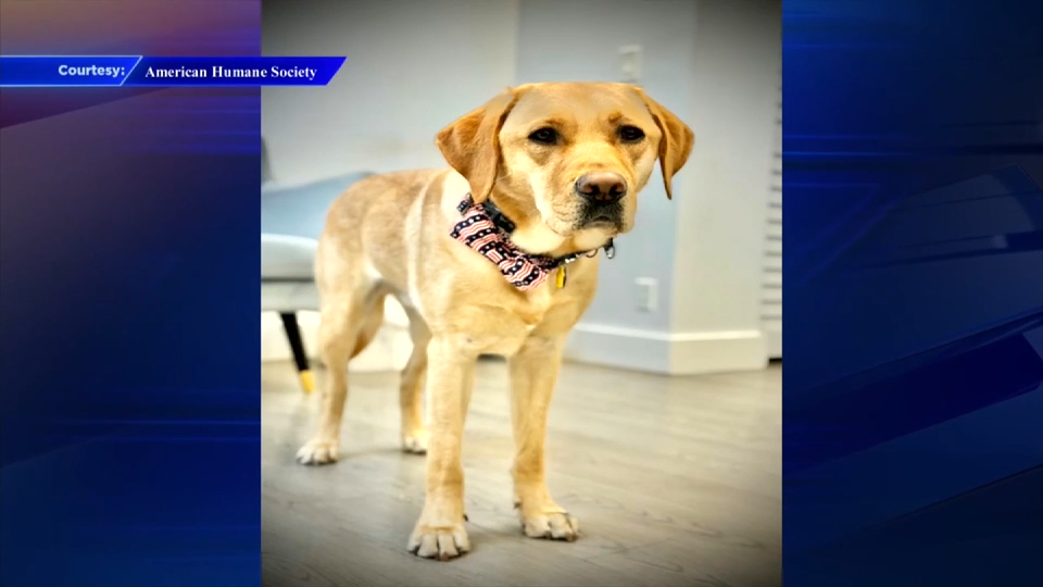 Miami guide dog named finalist for 16th annual American Humane Society’s Hero Dog Awards — Coral Gables Community news