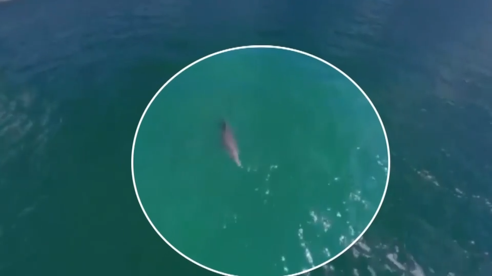 Dolphin tangled in net freed by police after being spotted by good Samaritans in North Bay Village — Coral Gables Sports news